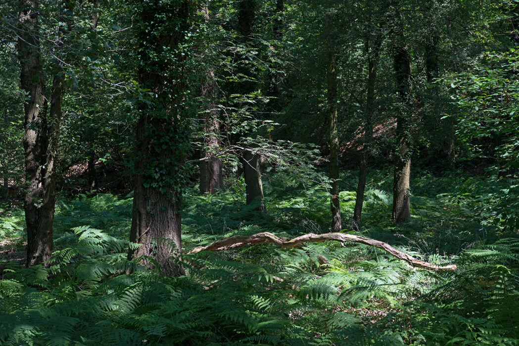 Grenzwald 2018
Fotoheerdt Ausstellung
"Blaue Blume" 2018